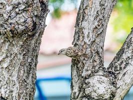 sparrow perched on tree in the garden photo