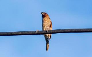 scaly breasted munia, spotted munia perched on wire photo