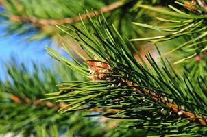 Colorful fresh green young pine branch with a young bud close-up photo