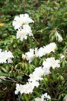 rododendro persil - arbusto de flores blancas