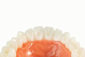 tooth model on white  isolated background. photo