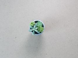 Cactus flat lay on wood floor background. photo