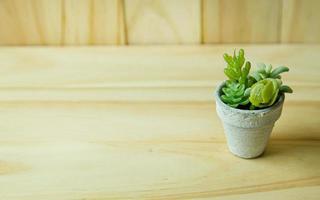 small tree and white plant on wood table for background content. photo