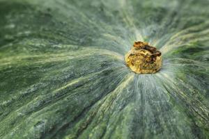 green pumpkin surface  extreme close up  image. photo