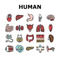 Human Internal Organ Anatomy Icons Set Vector