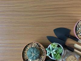 Cactus flat lay on wood floor background. photo