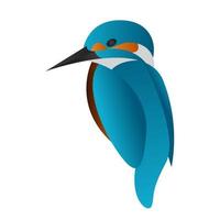 gradient kingfisher bird vector illustration