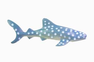 figure toy Whale Shark isolated closeup image. photo