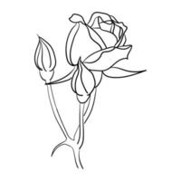 dibujado a mano línea arte flor rosa ilustración vectorial vector