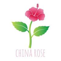 ilustración de vector de flor rosa de china