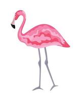 exotic flamingo bird vector