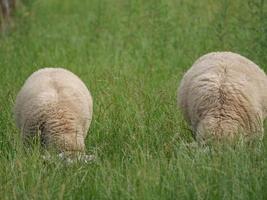 ovejas en un campo en alemania foto