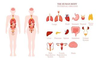 ilustración de órganos internos del cuerpo humano vector