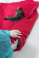 Veterinarian measuring the temperature of little kitten after sterilization surgery photo