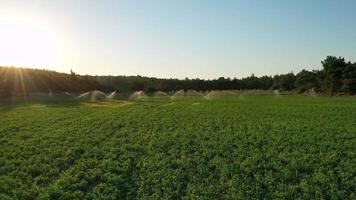 campo agricolo verde al tramonto dorato. bei raggi del sole che evidenziano l'acqua che spruzza sul campo verde. 4k sfondo del paesaggio all'aperto. antenna di campagna della Turchia in estate video