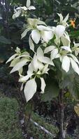 white flower in the garden photo