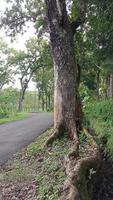 big old tree side road photo