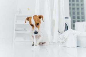 Shot of naughty dog plays with washed linen, poses on floor near clothes horse, being in laundry room. Animals and washing concept photo