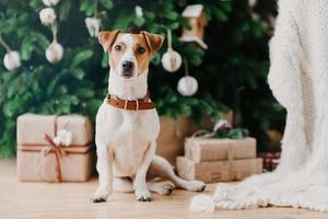 Image of pedigree dog sits on floor near decorated firtree and Christmas presents, has festive mood, being at home. Animals and winter timme concept photo