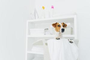 foto de jack russel terrier en un cesto de ropa con toallas, lavadero blanco con consola. ambiente doméstico. cuarto de lavado y mascota en él