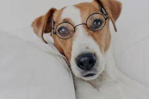Close up shot of brown and white dog stays in bed, wears transparent round glasses and looks directly at camera. Jack russel terrier in eyewear. Intelligent pet in bedroom at home. Animals concept photo