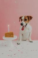 Home shot of jack russel terrier looks with appetite at sweet tasty birthday cake, celebrates one year, enjoys party, isolated on pink background with confetti on table. Treats for favorite pet photo