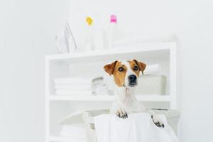 toma interior de un perro pedigrí en una cesta de lavandería con sábanas blancas en el baño, consola con toallas dobladas, plancha y detergentes en segundo plano foto