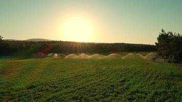 Green agriculture field at golden sunset. Beautiful sun rays highlighting the water spraying over the green field. 4K outdoor landscape background. Turkey countryside aerial at summer