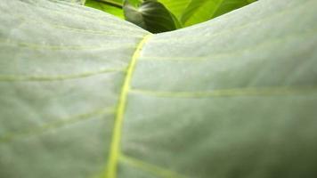 Leaf Texture Slider Shot background. Close up of a Green leaf in nature video