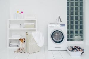 jack russell terrier en baño con trituradora, cesto con ropa, estante con ropa doblada y botellas con detergente, paredes blancas.