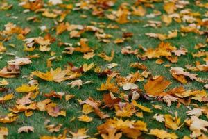 las hojas de otoño amarillas y brillantes sobre la hierba verde se pueden utilizar como fondo. follaje dorado durante el día soleado. tiempo soleado de octubre foto