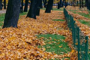 Beautiful park with trees, yellow leaves near fence, sunny autumn day. Season concept. Abstract shot. Bright colours photo