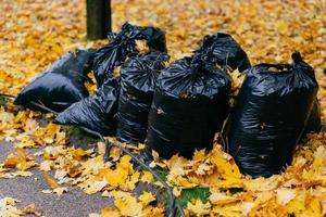 muchas bolsas de basura negras para limpiar hojas de otoño sobre fondo de follaje amarillo. concepto de basura y limpieza. tiro al aire libre foto