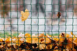 Photo of yellow autumn leaves on fence during windy day. Orange foliage on lattice or metal net for your background