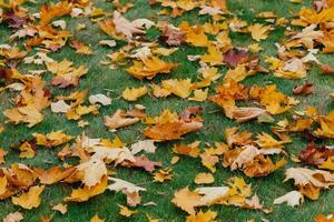 alfombra de hojas de arce otoñal. hierba verde cubierta de follaje caído durante la buena temporada. tiro horizontal. colores amarillo y verde