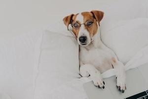 Relaxed clever jack russel terrier dog wears transparent glasses, works with laptop computer, stays in bedroom, uses wireless internet at home, has intelligent look. Domestic animals concept photo