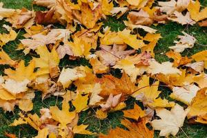 alfombra de hojas amarillas de otoño en el suelo. colores brillantes. luz de sol. día soleado de noviembre. concepto de temporada y parque foto