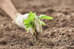 una mano en un guante de jardinería planta un arbusto de fresa. el concepto de plantar plantas. foto