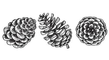 drawing in vintage style, christmas set of fir cones. sketch, retro style. vector