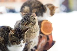 gatos en la nieve foto