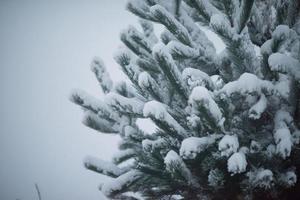 pino de hoja perenne de navidad cubierto de nieve fresca foto