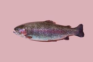 Raw rainbow trout closeup isolated on pink background. photo