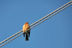 Alone bird on the wire against the blue sky. Robin sitting on wires. photo