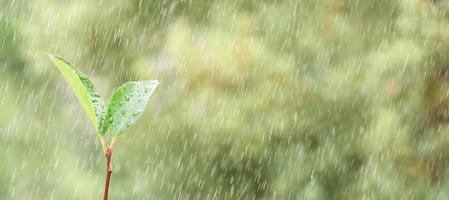 la planta de primavera está creciendo fuera del suelo bajo la lluvia, sobre un fondo verde borroso. foto con espacio de copia.