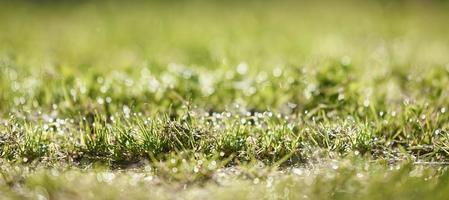 Green grass with drops of dew. Foreground and background in blur. Photo with bokeh.