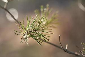 Pine twig on the background in a blur. A branch of a forest tree. photo