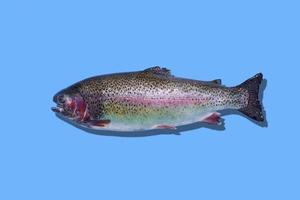 Raw rainbow trout closeup isolated on blue background. photo