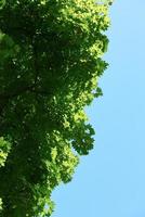 green tree brances photo