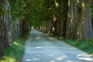 country road trought tree  alley in photo