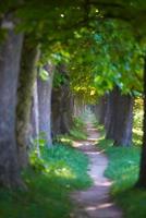 country road trought tree  alley in photo